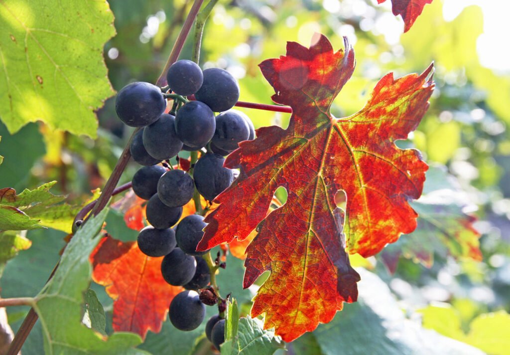 generic-grapes-vineyard
